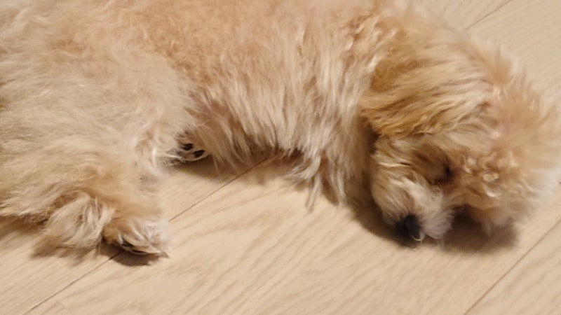 床暖房にリフォームしたい!実際どうなの!?東京ガスの温水式床暖房は後付けできる?